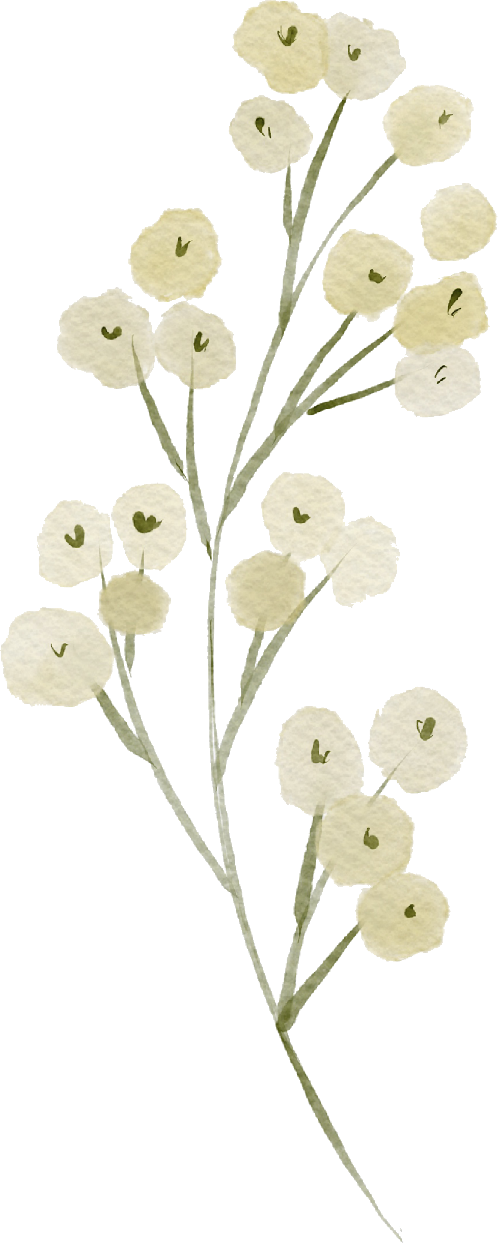 Watercolor Flowers Illustration